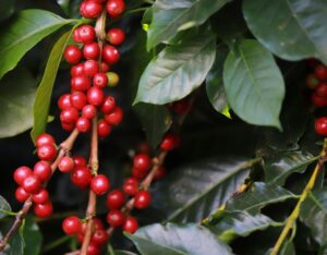 Bicho-mineiro ameaça a lavoura de café: estratégias de manejo para garantir a sustentabilidade da produção
